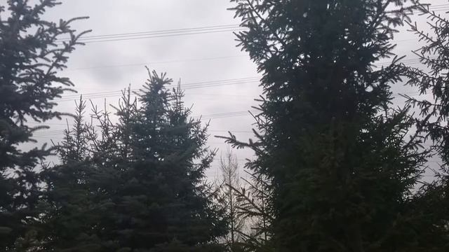 Дрозды-рябинники трещат 23.04 смотреть онлайн