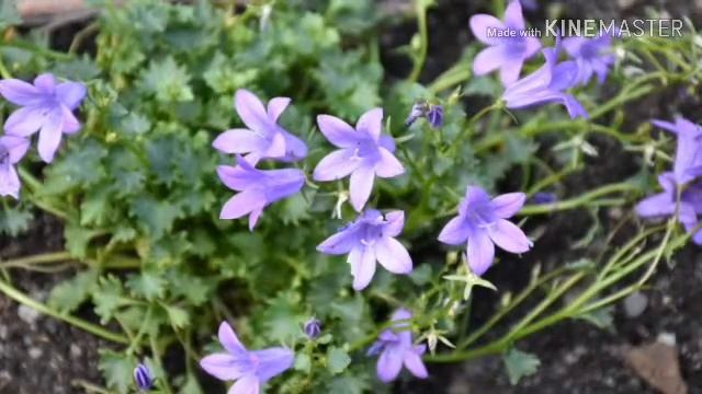 Prana Apana Sushumna Hari Har смотреть онлайн