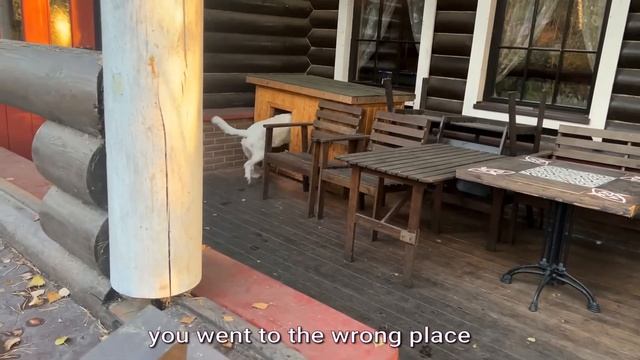 Алиса лиса. Собаки против лисы (Dogs against a fox). смотреть онлайн