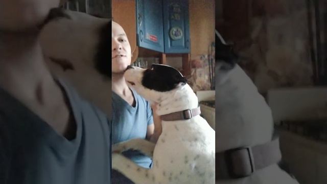 Питбуль лезет целоваться смотреть онлайн
