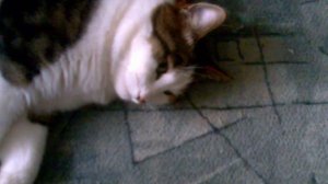 простой кот 1