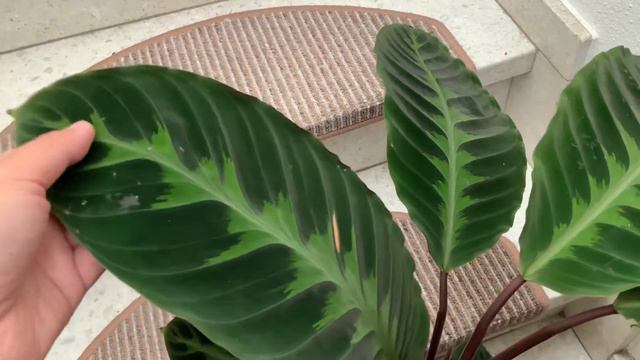 I bought an out-of-my-league calathea! смотреть онлайн