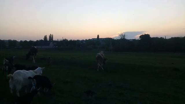 Гоню своё стадо домой с выпаса смотреть онлайн