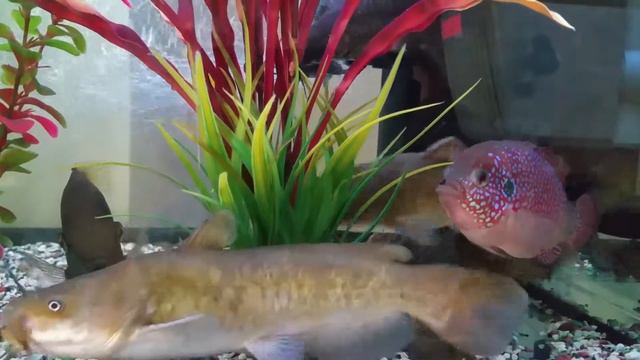 Цихлиды и сомы