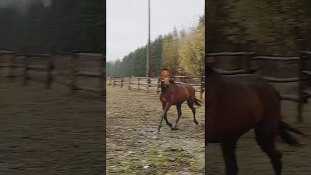 Привилегия .Французская рысистая.Продажа. смотреть онлайн