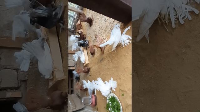 Ейские двухчубые голуби смотреть онлайн