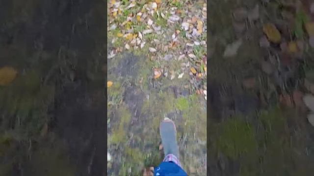 кот на даче 🐈