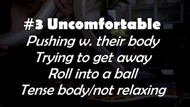 SNAKE BEHAVIOUR FOR BEGINNERS (Learn snake language) смотреть онлайн