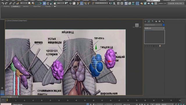 3ds max моделирую половую систему рыбы собаки смотреть онлайн