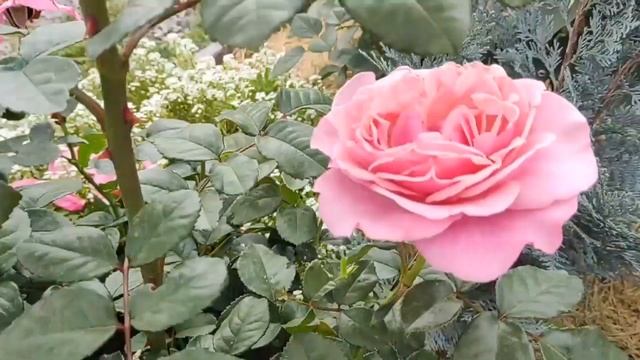 Обзор и описание розы Вайлдберри (Wildberry). Секрет лесной красавицы / Давайте мечтать вместе!