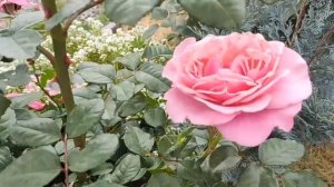 Обзор и описание розы Вайлдберри (Wildberry). Секрет лесной красавицы / Давайте мечтать вместе!