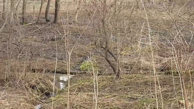 Двое на крыше и весенний лес. смотреть онлайн