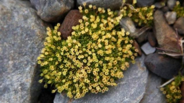 'Striking' Expansion of Two Antarctic Flowering Plants Is a Climate Warning смотреть онлайн