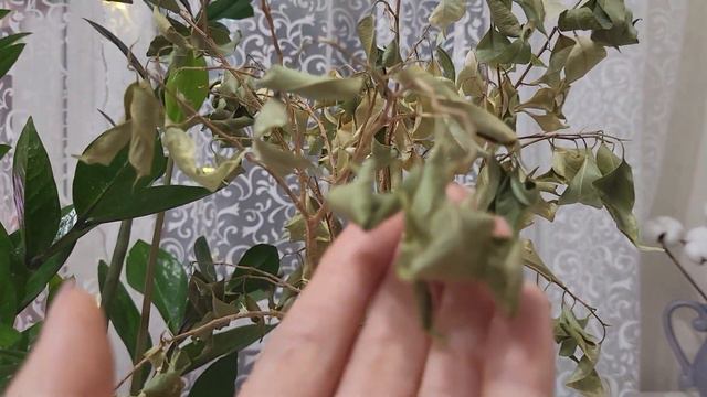 ФИКУС БЕНДЖАМИНА ЗАМЕРЗ /КАК ЕГО ОЖИВИТЬ/РЕАНИМАЦИЯ ФИКУСА смотреть онлайн