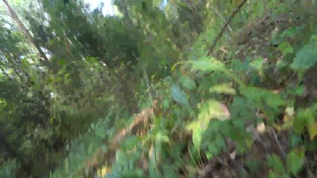 В лес за грибами / Грибы Подосиновики и Лисички смотреть онлайн