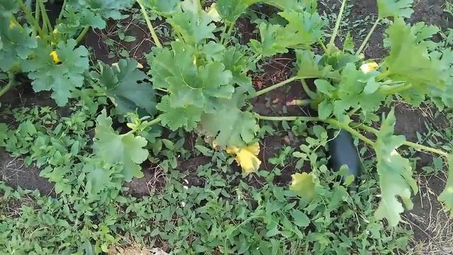 Кабачки. Правильно ухаживаем за кабачками в начале плодоношения. смотреть онлайн