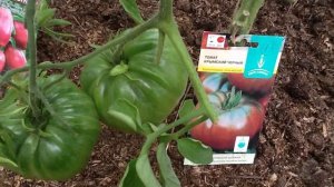 Томат "КРЫМСКИЙ ЧЕРНЫЙ". Дегустация