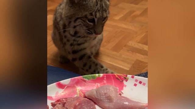 Как я завела дома дикую рысь / HOW I GOT A BOBCAT AT HOME смотреть онлайн
