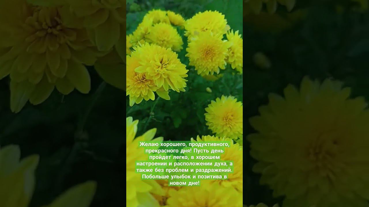 Желаю хорошего, продуктивного, прекрасного дня! Пусть день пройдет легко, в хорошем настроении