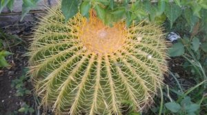 ?БОЛЬШИЕ КАКТУСЫ? Все о кактусе Грузони - как ухаживать?