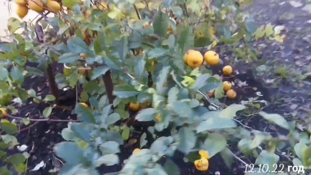 Айва (хеномелес) смотреть онлайн