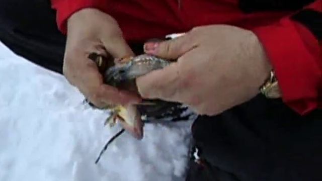 HOW TO CLEAN A PERCH IN 10 SECONDS!!!!! INCREDIBLE VIDEO!!!! смотреть онлайн