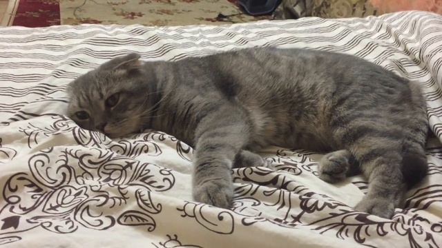 Размышления кота о сострадании смотреть онлайн