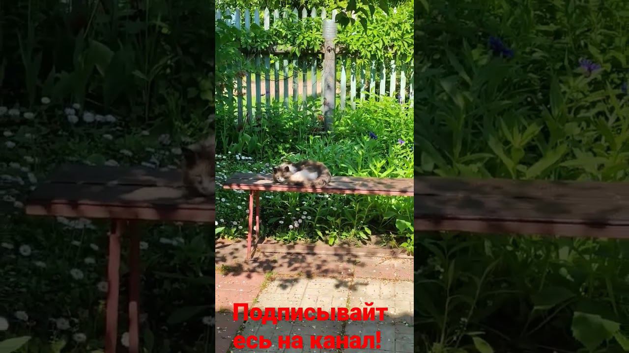 Барсик спит! смотреть онлайн