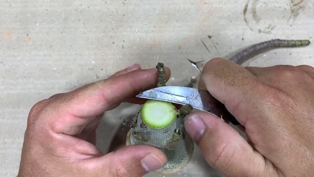 Aprenda a fazer poda radical com técnica Tailandesa pernas de Aranha - смотреть онлайн