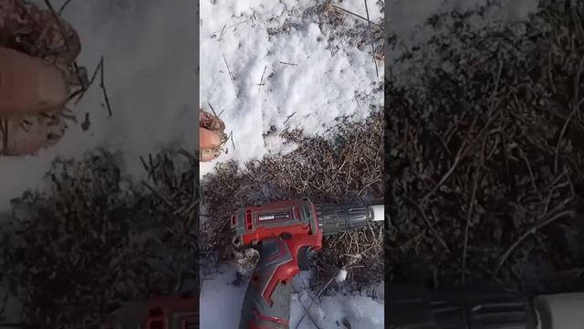 Посадили первые кедры в этом году! Зимний метод посева кедра смотреть онлайн