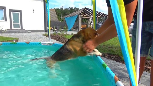 ШЕРЛОК ХОЧЕТ НАУЧИТЬСЯ ПЛАВАТЬ В БАССЕЙНЕ. БРОС ШОУ ПЕТ