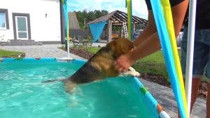 ШЕРЛОК ХОЧЕТ НАУЧИТЬСЯ ПЛАВАТЬ В БАССЕЙНЕ. БРОС ШОУ ПЕТ