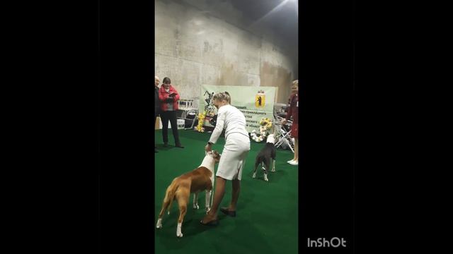 г.Ярославль 14.01.24, выставка ЧРКФ!!!ВСЁ ОТЛИЧНО👍ШАГАЕМ ДАЛЬШЕ😃😀😉 смотреть онлайн