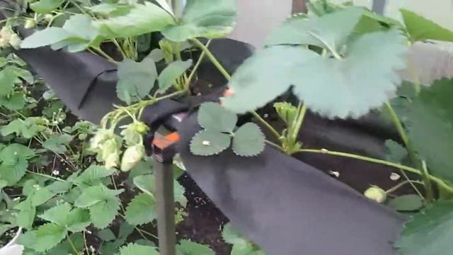 Мир принадлежит тому, кто ему рад! смотреть онлайн