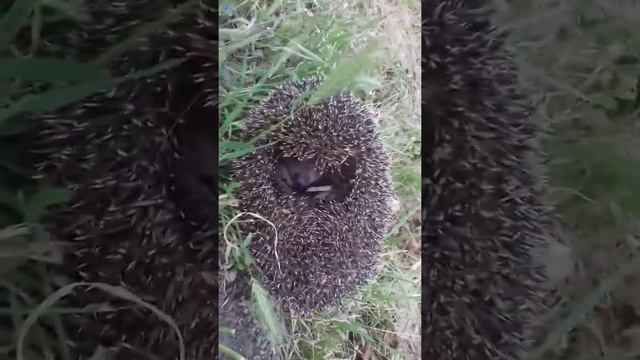 Зимой в лесу ёж копёц смотреть онлайн