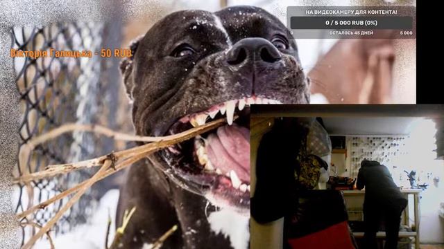 Стрим с рабочего места/13.02.2022//#apbt#апбт#питбуль/Донат в описании! смотреть онлайн