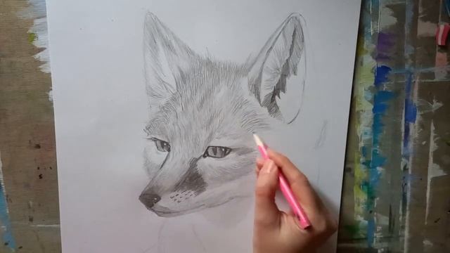 Лис Корсак/ Corsac Fox смотреть онлайн
