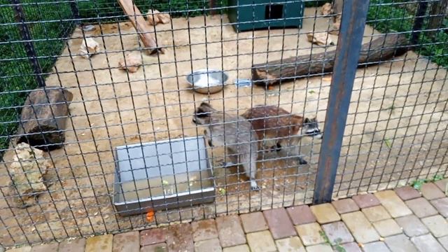 тайган 4 июня 2023 смотреть онлайн