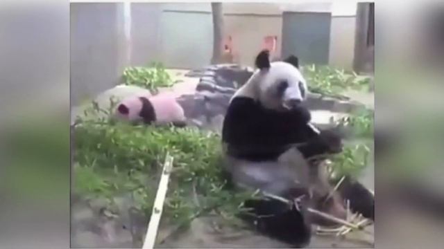 Когда внезапно вспомнил, что у тебя есть ребенок. Смешная панда. Родители и дети. смотреть онлайн