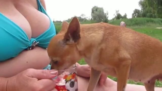 Собака отобрал на пляже у дамы... компот!!! смотреть онлайн