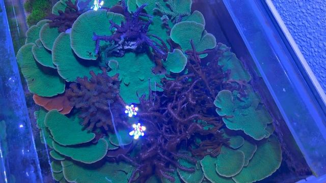 Acuario marino inmobilaria - Tridacna derasa muerta , que pena me da! смотреть онлайн