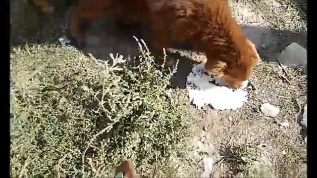 Черная собачка КАПЕЛЬКА стаи ЛАДА ТАГАНРОГ смотреть онлайн