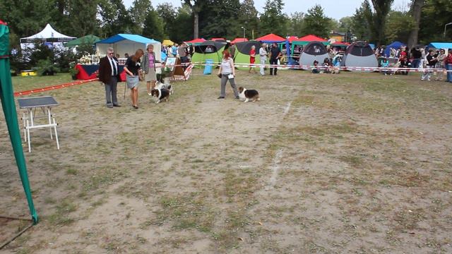 najlepszy pies w rasie łódź 2011 - wybór смотреть онлайн