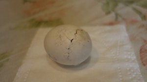 Вылупление птенца сине желтого ары.