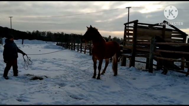 Жеребчик 3 года 170см в холке смотреть онлайн