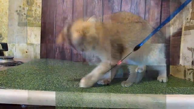 Скотиш-страйт в золотом окрасе, девочка Клон 3\Scottish Straight in golden color, girl, Clone 3 смотреть онлайн
