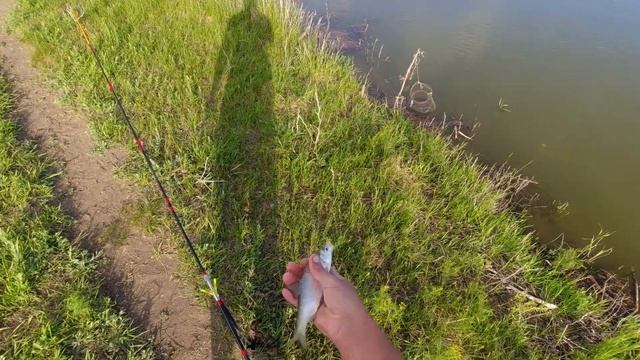 Только поставил личинку майского жука и сразу клюнул ОН! Рыбалка в Астрахани 2022. Ход воблы! смотреть онлайн