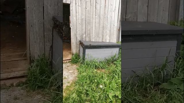 Июньская засуха, пчелиное воровство и жабы в огороде смотреть онлайн