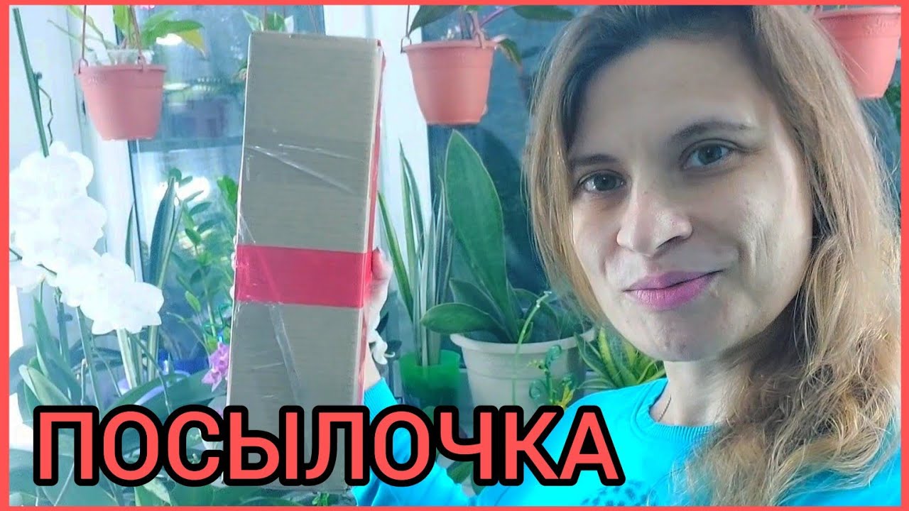 Маленькая #ПОСЫЛКА ?Одно-единственное РАСТЕНИЕ?Но очень желанное? #цветы #распаковка #монстера смотреть онлайн