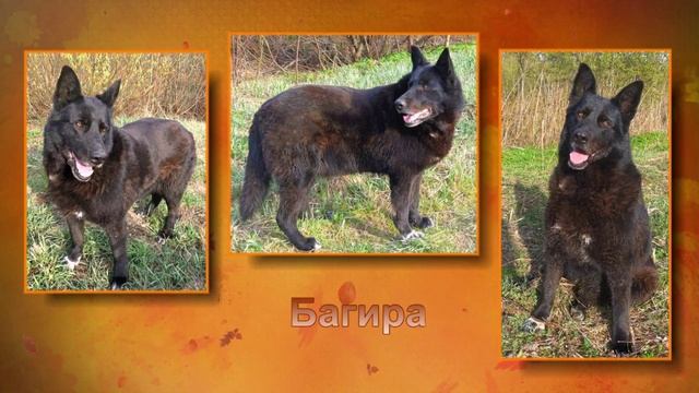 Ильинка приют для животных Санкт - Петербург